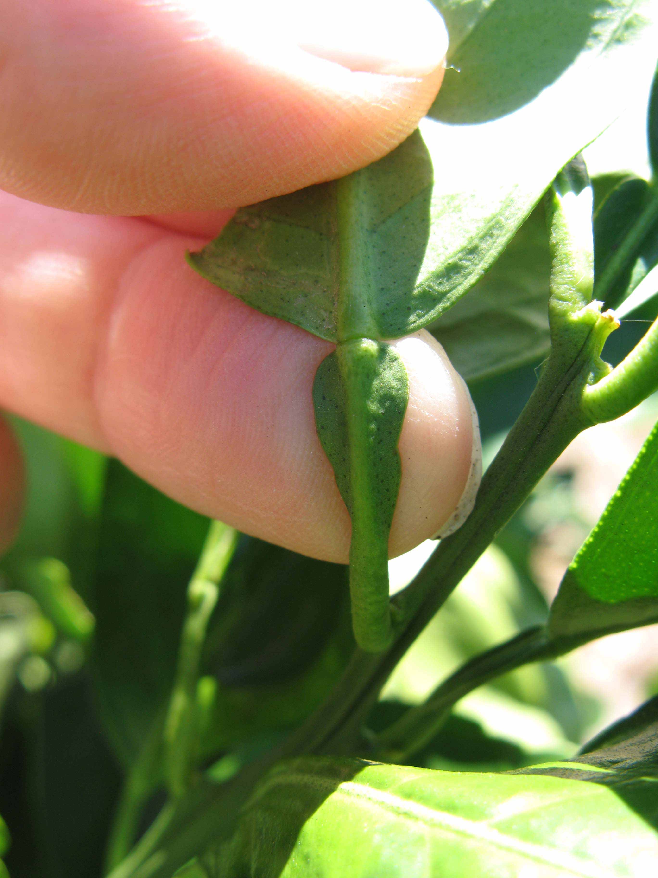              Petiole (Winter Haven, FL)       